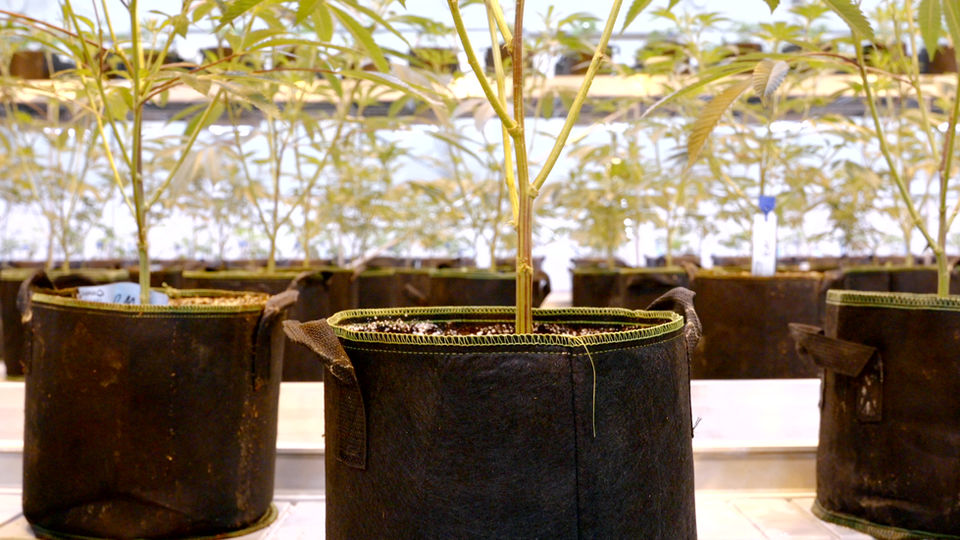 Peachy Hash Co.